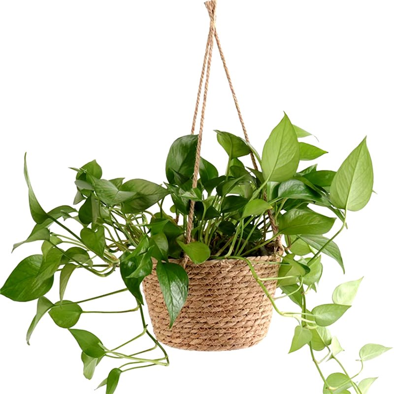 Macrame Plant Hanger: Versatile Jute Rope Basket for Indoor/Outdoor Decor - Nourishment Tapestry